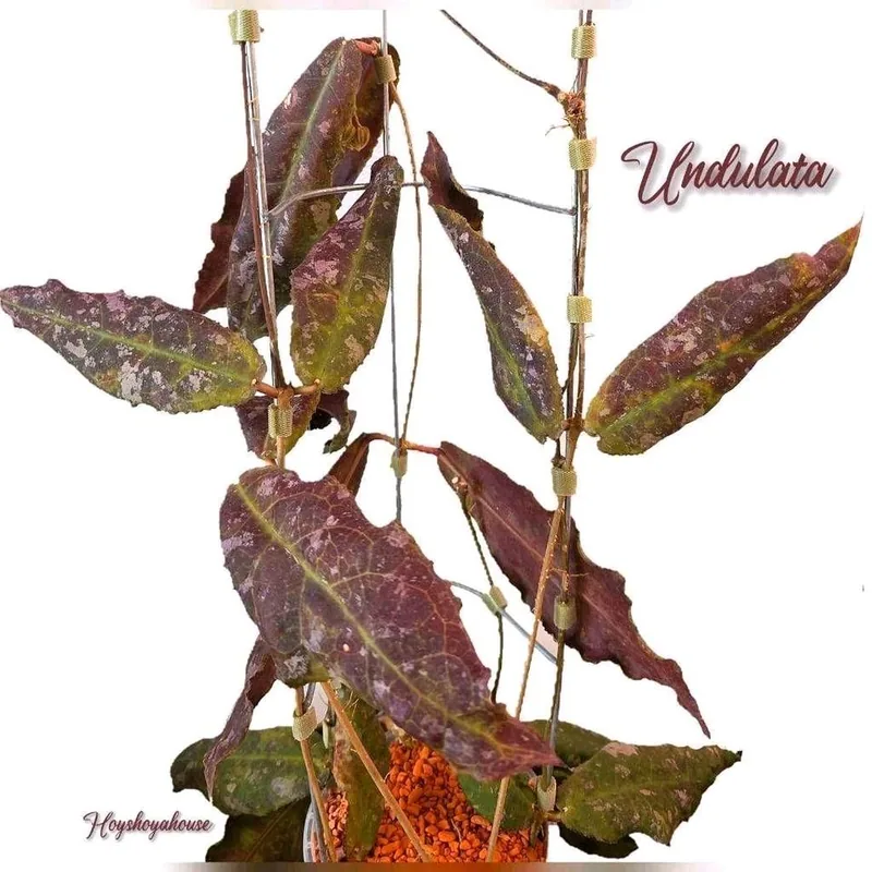 Hoya undulata (Pink Splash), Bewurzelte Pflanze
