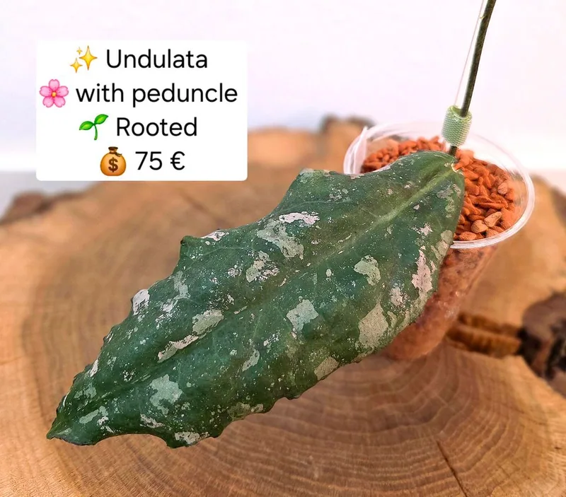 Hoya undulata (Pink Splash), Bewurzelte Pflanze