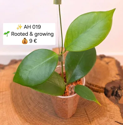 Hoya AH 019 / AH019, Steckling