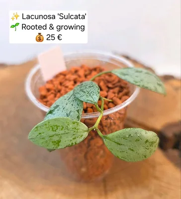 Hoya lacunosa Sulcata, Bewurzelte Pflanze