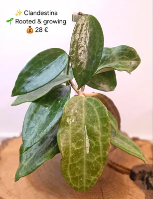 Hoya clandestina, Bewurzelte Pflanze