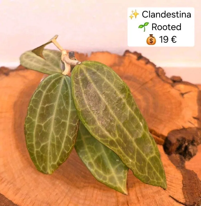 Hoya clandestina, Bewurzelte Pflanze