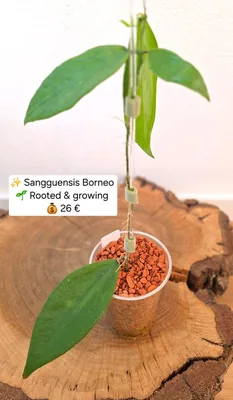 Hoya sangguensis Borneo (Flower Flip Back), Steckling