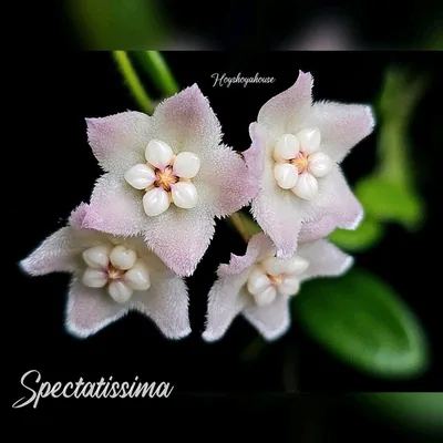 Hoya spectatissima, Steckling