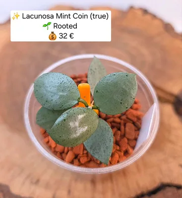 Hoya lacunosa Mint Coin (True), Bewurzelte Pflanze