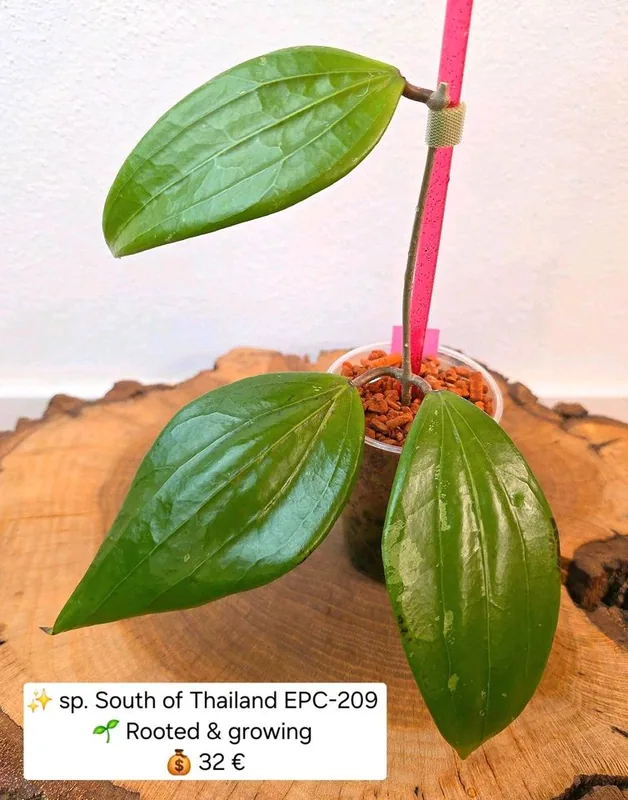 Hoya sp. South of Thailand EPC-209, Bewurzelte Pflanze