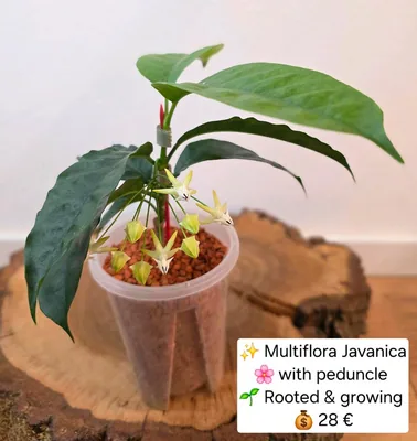 Hoya multiflora Javanica + Pedunkel, Steckling