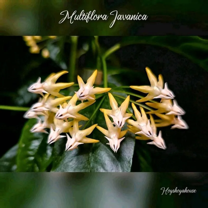 Hoya multiflora Javanica + Pedunkel, Steckling