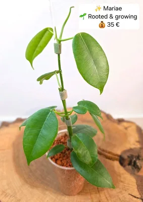 Hoya mariae, Steckling