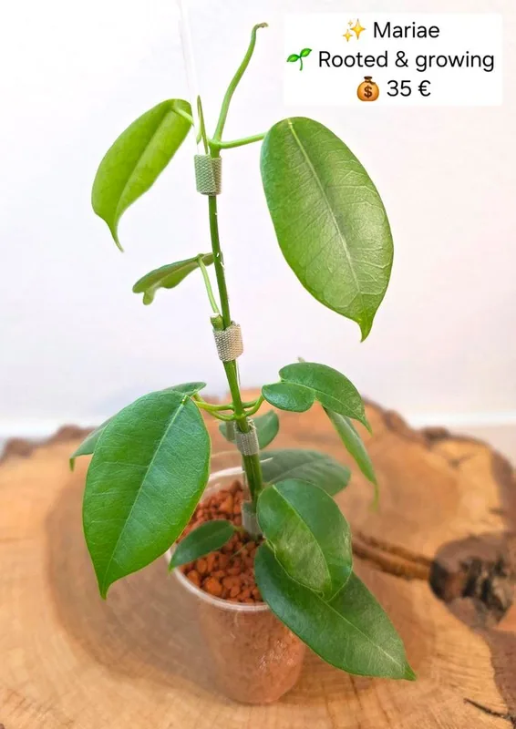 Hoya mariae, Steckling