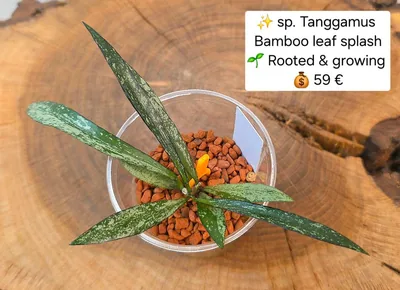 Hoya sp. Tanggamus Bamboo Leaf Splash, Steckling