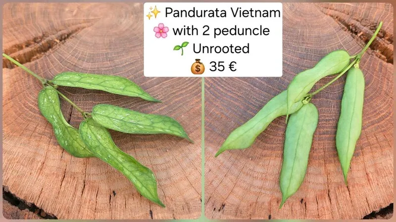 Hoya pandurata Vietnam, Bewurzelte Pflanze