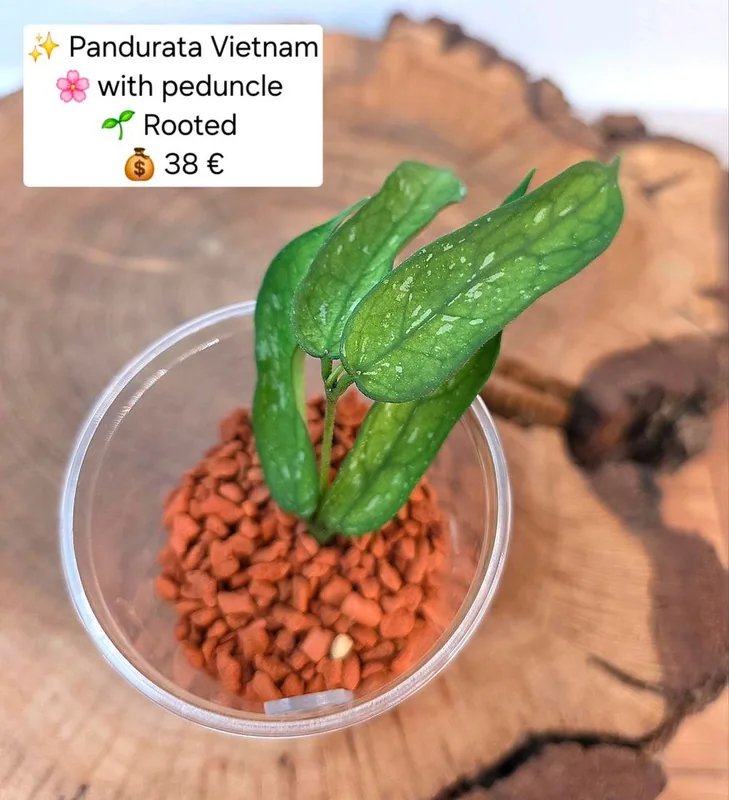 Hoya pandurata Vietnam, Bewurzelte Pflanze