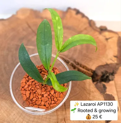 Hoya lazaroi AP1130, Bewurzelte Pflanze