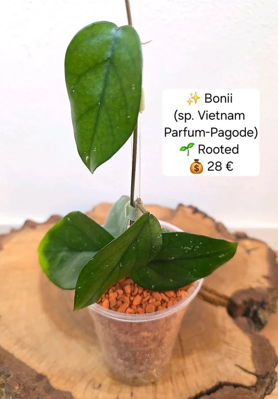 Hoya bonii (sp. Vietnam Parfum Pagode), Bewurzelte Pflanze