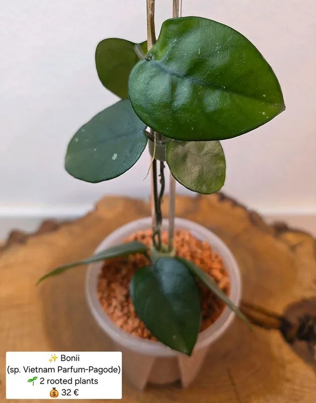 Hoya bonii (sp. Vietnam Parfum Pagode), Bewurzelte Pflanze