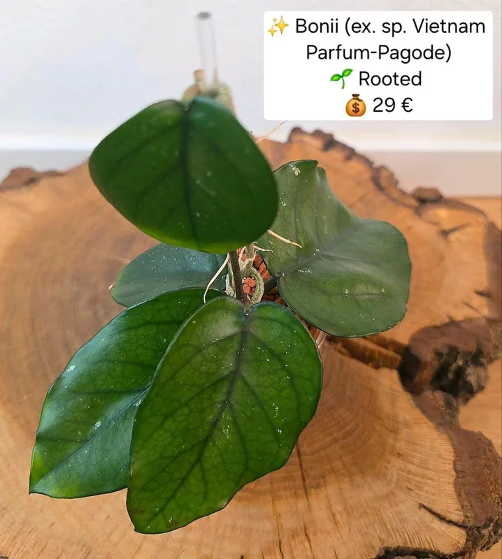 Hoya bonii (sp. Vietnam Parfum Pagode), Bewurzelte Pflanze