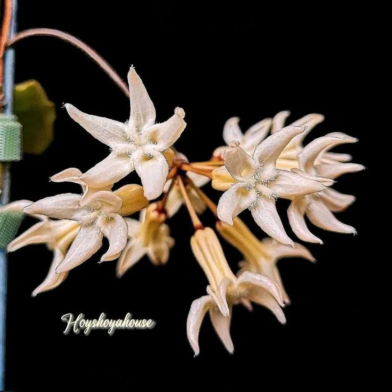 Hoya versteegii, Bewurzelte Pflanze