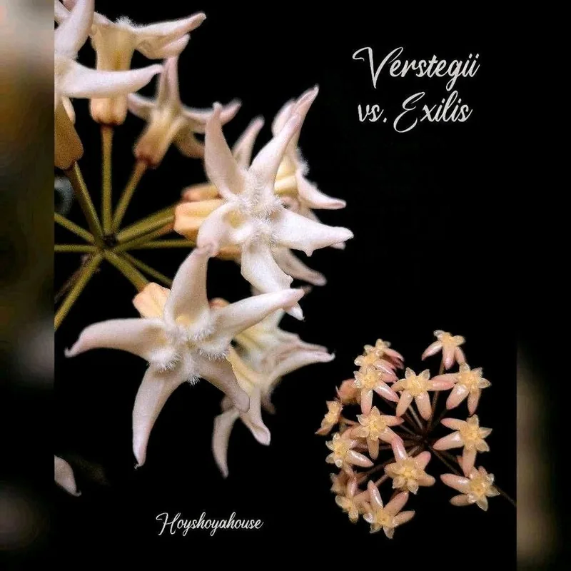 Hoya versteegii, Bewurzelte Pflanze