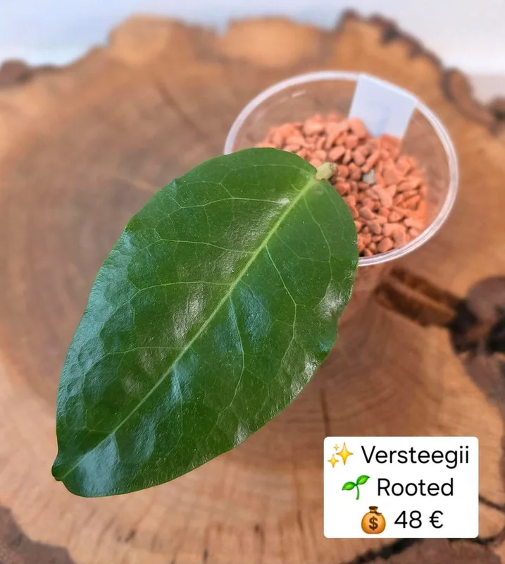 Hoya versteegii, Bewurzelte Pflanze