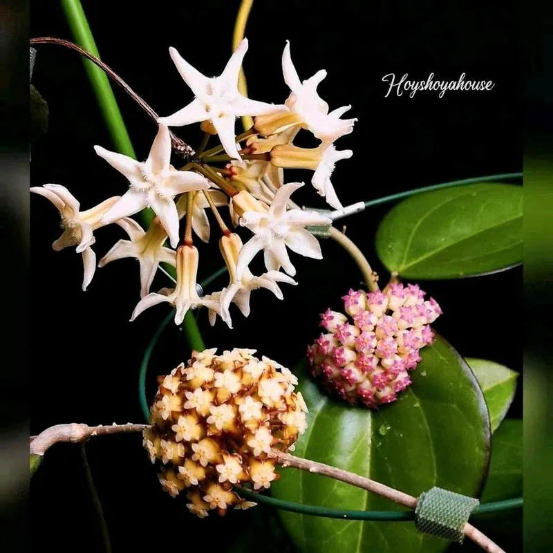 Hoya versteegii, Bewurzelte Pflanze