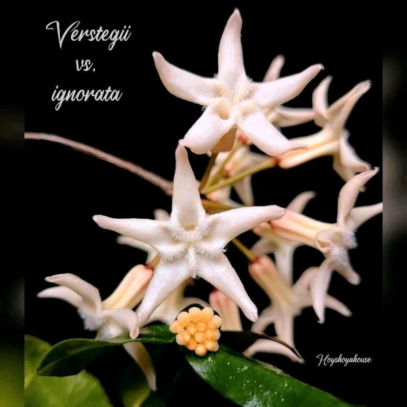 Hoya versteegii, Bewurzelte Pflanze