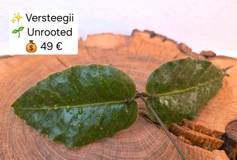 Hoya versteegii, Bewurzelte Pflanze