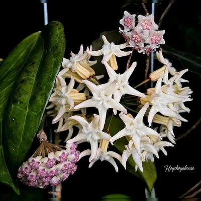Hoya versteegii, Bewurzelte Pflanze