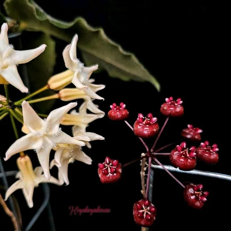 Hoya versteegii, Bewurzelte Pflanze
