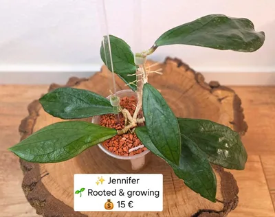 Hoya jennifer, Bewurzelte Pflanze