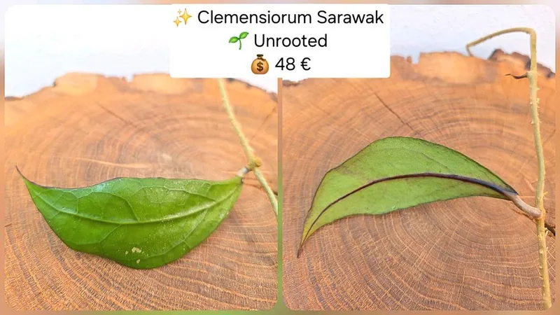 Hoya clemensiorum Sarawak, Steckling