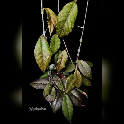 Hoya sp. Sumatra 4, Bewurzelte Pflanze