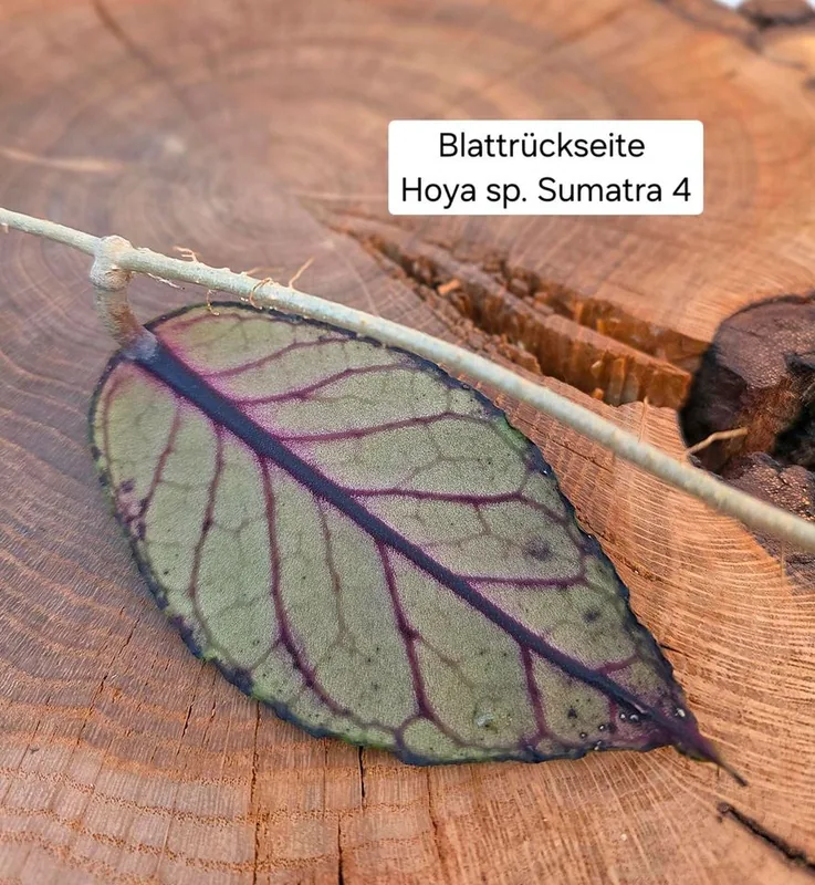 Hoya sp. Sumatra 4, Bewurzelte Pflanze