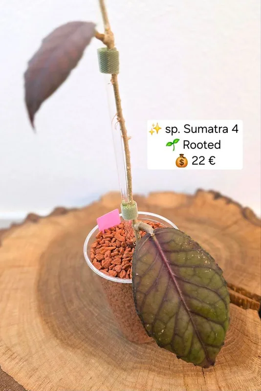 Hoya sp. Sumatra 4, Bewurzelte Pflanze
