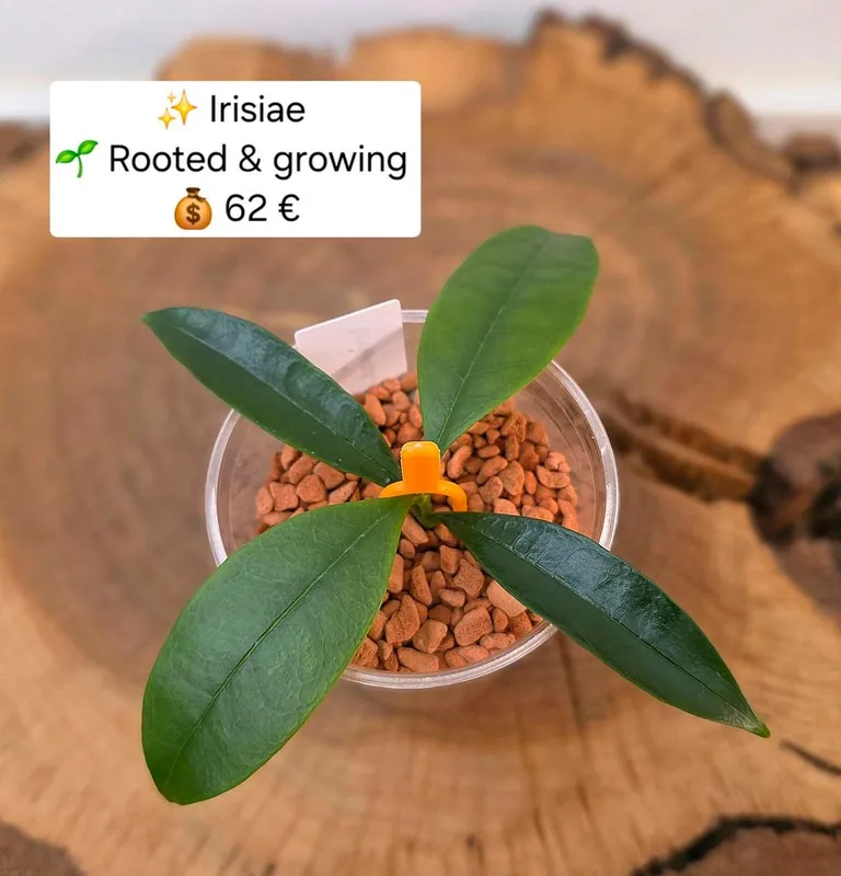 Hoya irisiae, Bewurzelte Pflanze