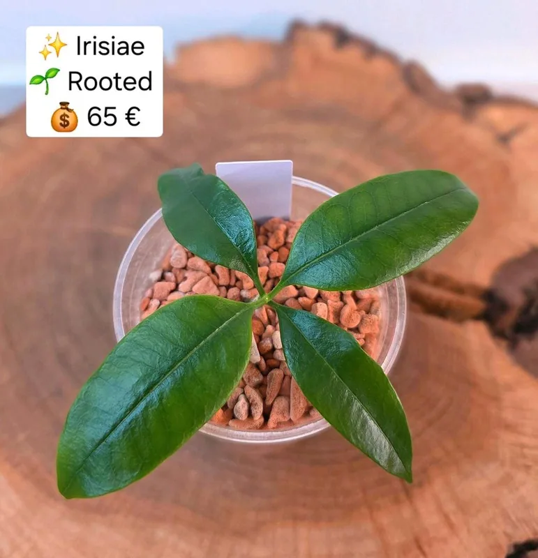 Hoya irisiae, Bewurzelte Pflanze
