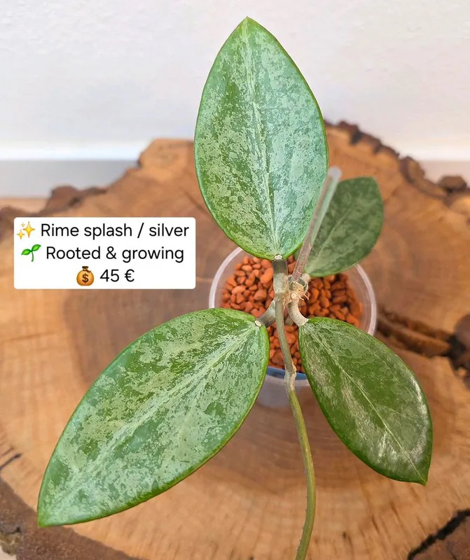 Hoya rime Splash, Steckling