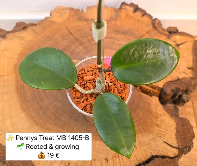 Hoya pennys Treat MB 1405-B, Bewurzelte Pflanze