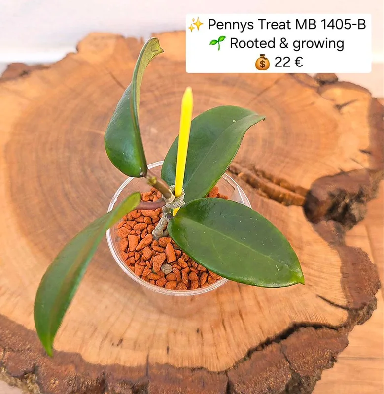 Hoya pennys Treat MB 1405-B, Bewurzelte Pflanze