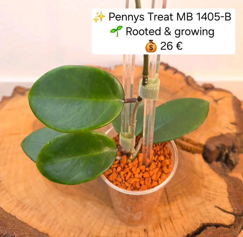Hoya pennys Treat MB 1405-B, Bewurzelte Pflanze
