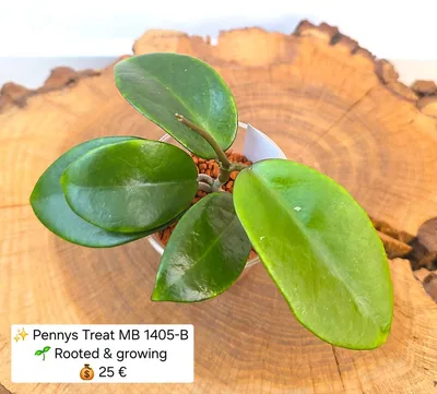 Hoya pennys Treat MB 1405-B, Bewurzelte Pflanze