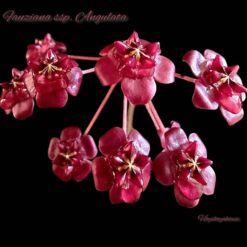 Hoya fauziana ssp. Angulata, Bewurzelte Pflanze