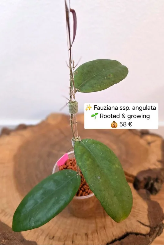 Hoya fauziana ssp. Angulata, Bewurzelte Pflanze