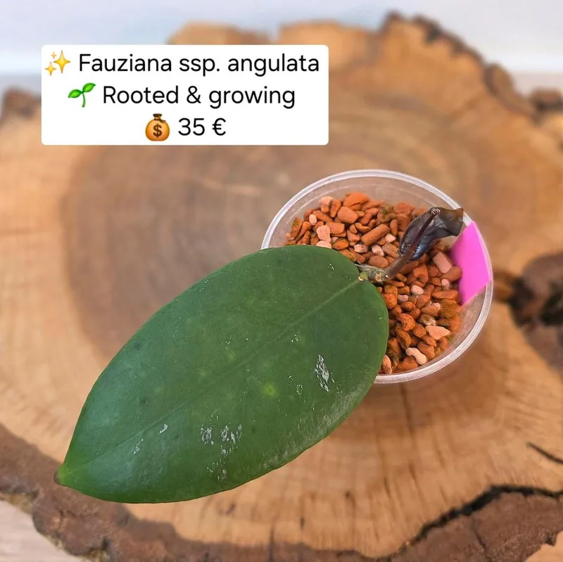 Hoya fauziana ssp. Angulata, Bewurzelte Pflanze
