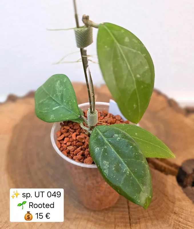 Hoya erythrostemma UT 049, Steckling