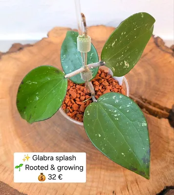 Hoya glabra Splash, Bewurzelte Pflanze
