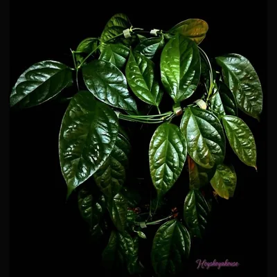 Hoya phyllura (ex. Linusii), Bewurzelte Pflanze