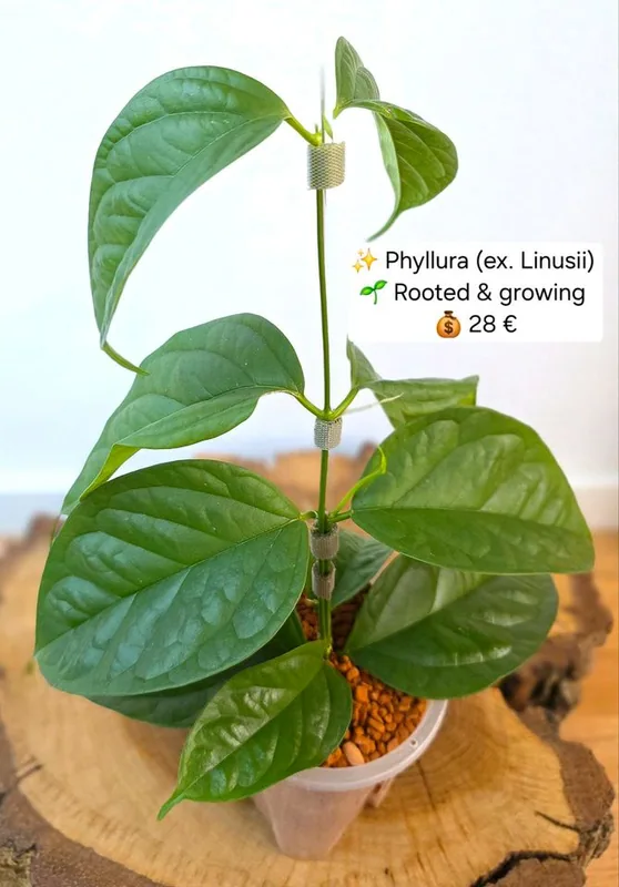 Hoya phyllura (ex. Linusii), Bewurzelte Pflanze