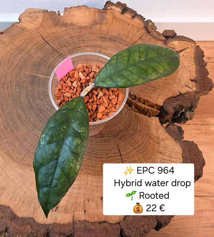 Hoya EPC 964 (Hybrid Water Drop), Bewurzelte Pflanze