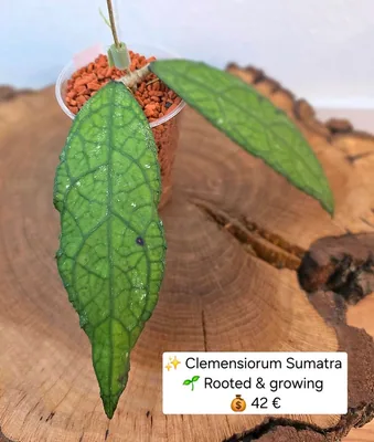 Hoya clemensiorum Sumatra, Steckling